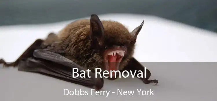 Bat Removal Dobbs Ferry - New York