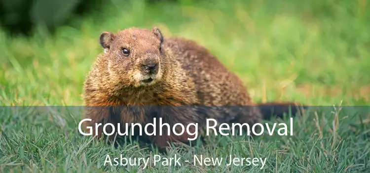 Groundhog Removal Asbury Park - New Jersey