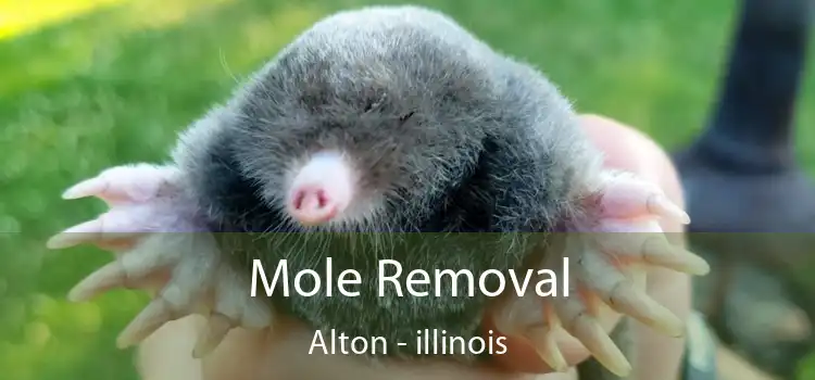 Mole Removal Alton - illinois