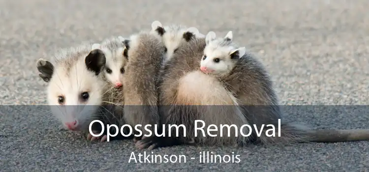 Opossum Removal Atkinson - illinois