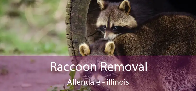 Raccoon Removal Allendale - illinois