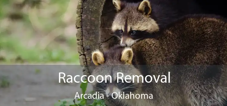 Raccoon Removal Arcadia - Oklahoma