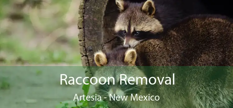 Raccoon Removal Artesia - New Mexico