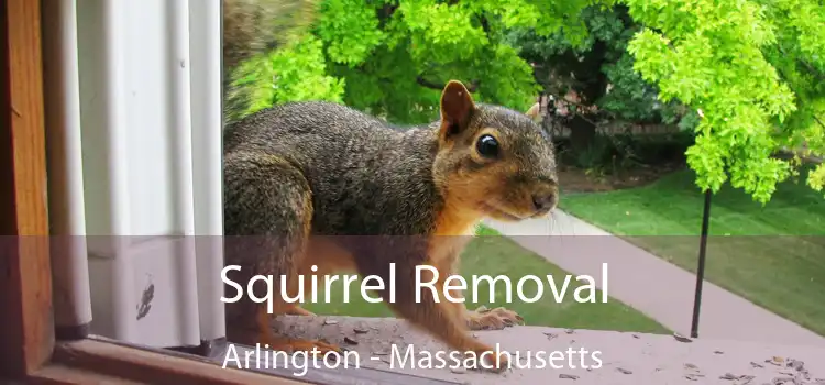Squirrel Removal Arlington - Massachusetts