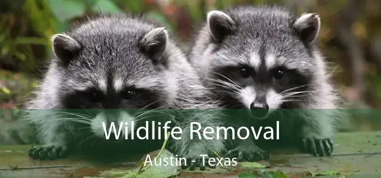 Wildlife Removal Austin - Texas