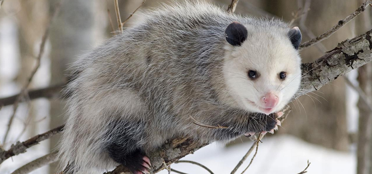 Atkinson animal control opossum removal
